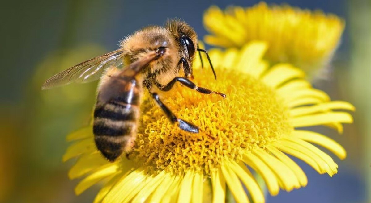 El zumbido de la vida: la batalla global y local por salvar a las abejas
