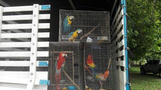 Cortolima libera fauna silvestre que era tenida como mascotas