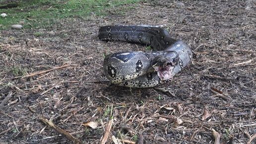 En proceso de liberación boa constrictor rescatada en Gualanday