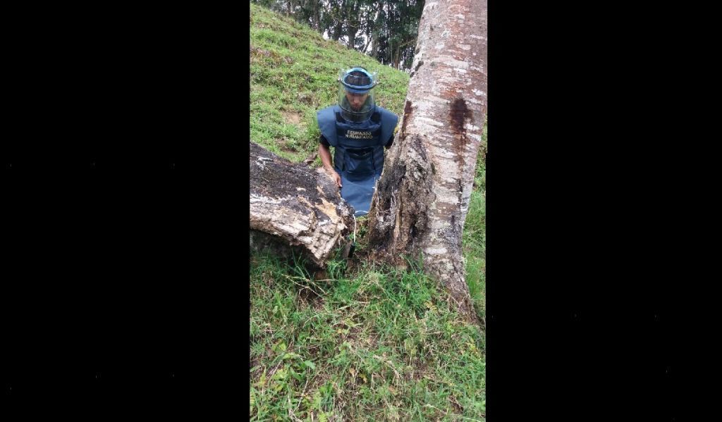 Destruyen mina antipersonal incrustada en un árbol que impedía el paso a habitantes de Planadas