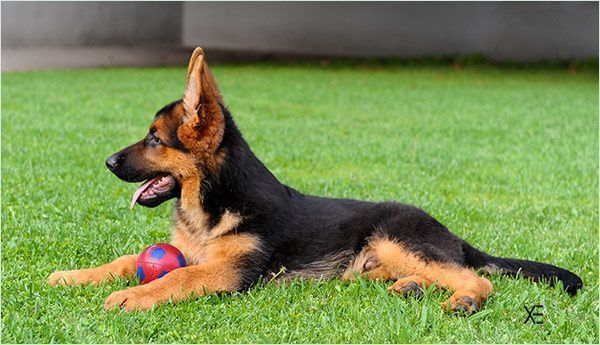 Animales domésticos del  Vergel deben ser vigilados con lupa