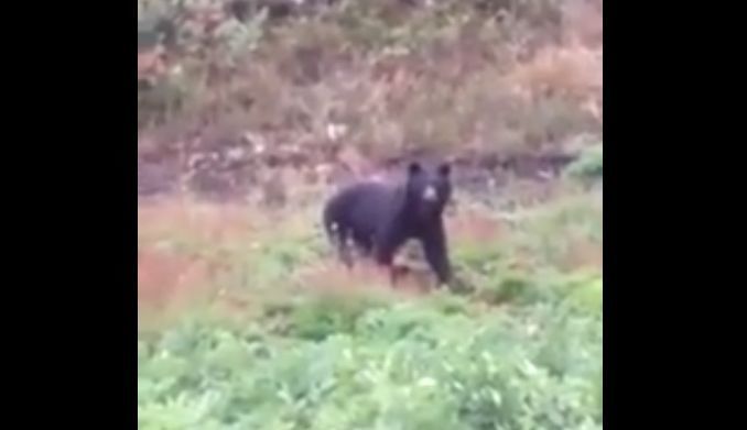 Registran presencia de Oso de Anteojos en zona rural de Roncesavalles