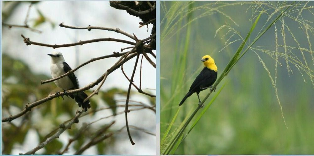 El Tolima puede volar más alto