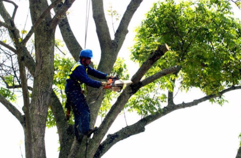 Las Alcaldías Municipales podrán atender solicitudes de poda de árboles en áreas públicas