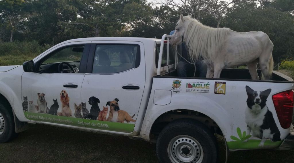 CAPA rescató a caballo víctima de maltrato animal