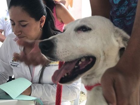 El 24 de octubre jornada de esterilización y adopción de animales callejeros