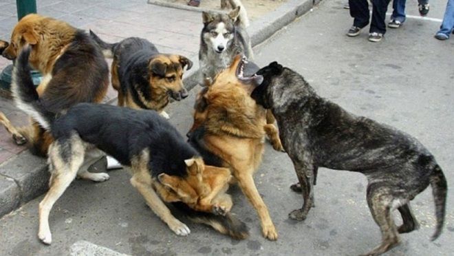 73 animales han sido rescatados tras denuncias en línea de emergencias de CAPA 