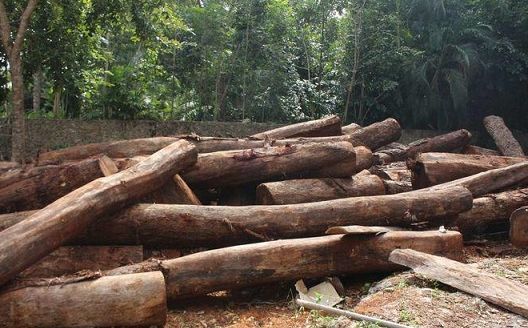 Cortolima adopta cobro de tasa por aprovechamiento forestal