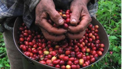 El Tolima es el tercer productor de café de Colombia