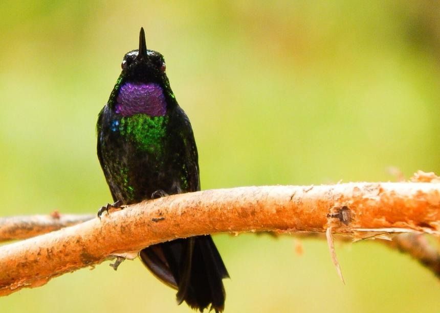 20 rutas de aviturismo fueron registradas por Ibagué