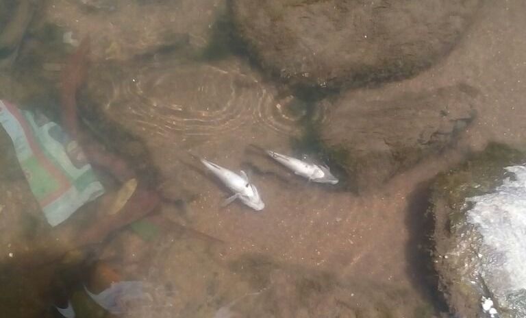 Alarma por cantidad de peces muertos en la quebrada la Pioja de Chaparral