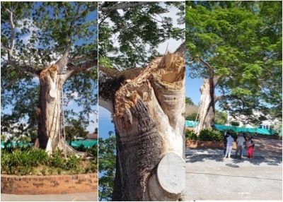 Ceiba de Suárez será remplazada