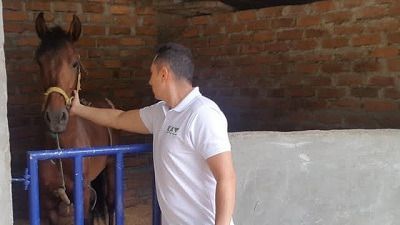 El ICA detecta nuevos focos de influenza equina en el departamento del Tolima