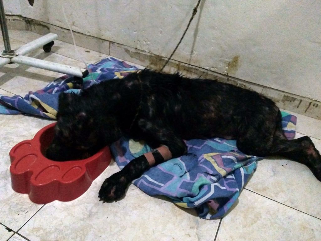 La indiferencia es la peor enemiga de los animales