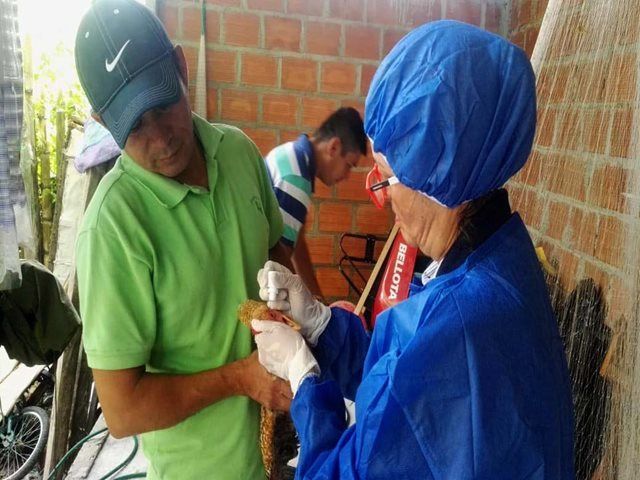 El ICA y FENAVI activan plan de contingencia ante presencia de Newcastle en el Tolima