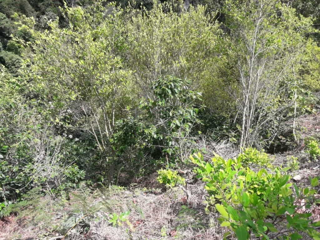 Más de 800 plantas de coca fueron erradicadas en San Antonio