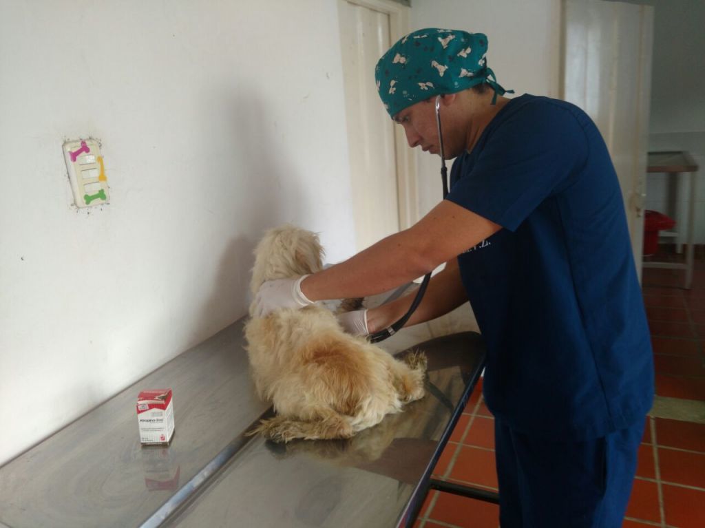 Están envenenando a las mascotas en Ibagué