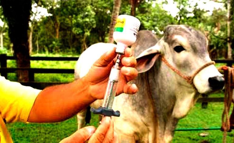 Refuerzan medidas sanitarias para evitar el ingreso de fiebre aftosa