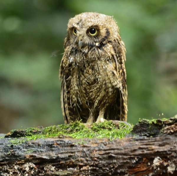 Animales, del cautiverio a una digna libertad