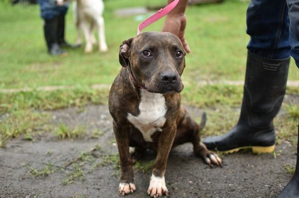 Participe este viernes en la jornada gratuita de registro de caninos de razas fuertes