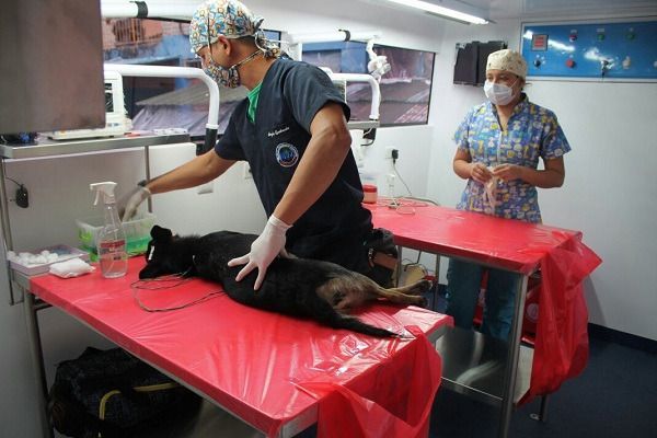 Unidad veterinaria estará hasta el 13 de diciembre en U. Cooperativa sede El Salado