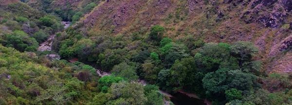 El bosque seco tropical Yavi y Porcharco se conservará: MinAmbiente y Cortolima