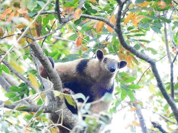 60 animales de fauna silvestre comenzaron el 2019 de regreso a la libertad