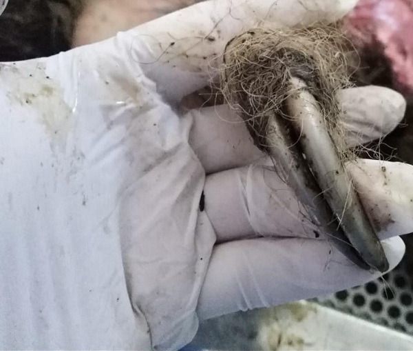 En cuentran muerto a un perezoso en el "Alto Combeima"