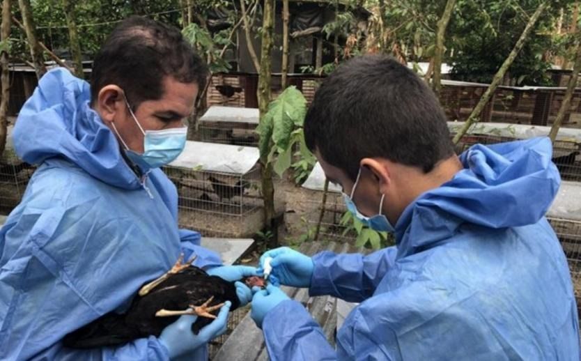 Terminó la emergencia sanitaria por Newcastle en el Tolima