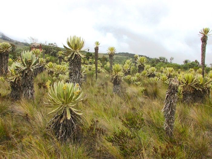 El complejo de Chilí Barragán un ecosistema protegido