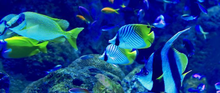 Exposición “El Alma del Océano” de National Geographic llega a Ibagué