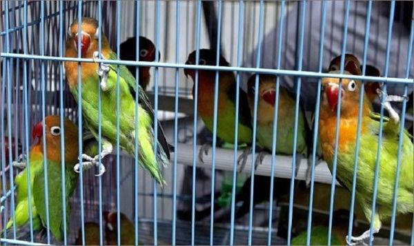 Cortolima atendió el ingreso de mil 600 especies de fauna silvestre ilegal en el 2018