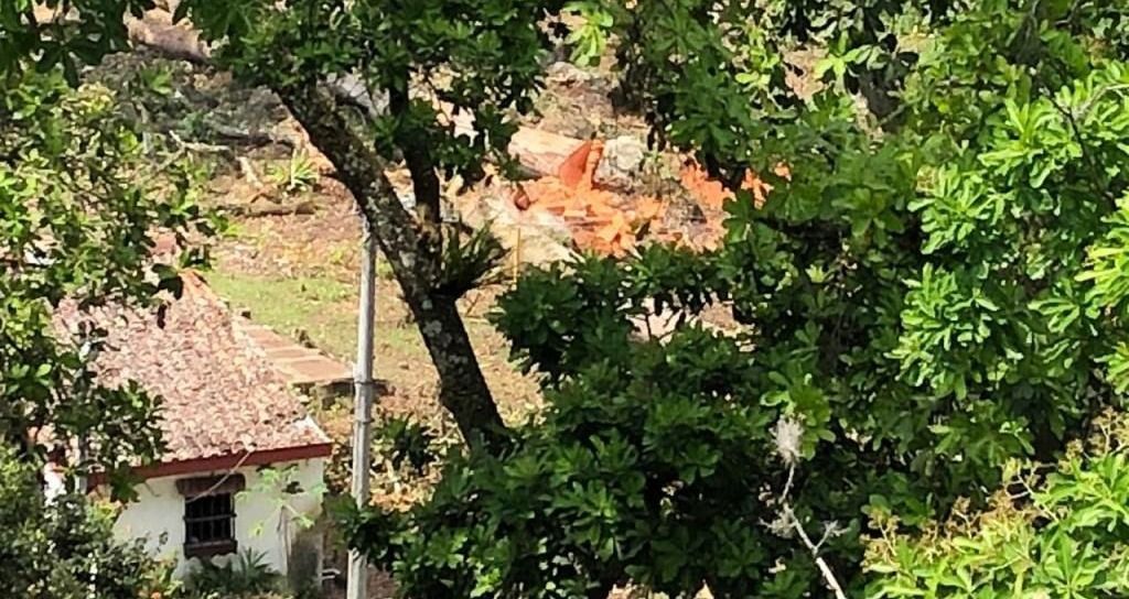 Comunidad radicó derechos de petición contra tala de árboles por parte de constructora