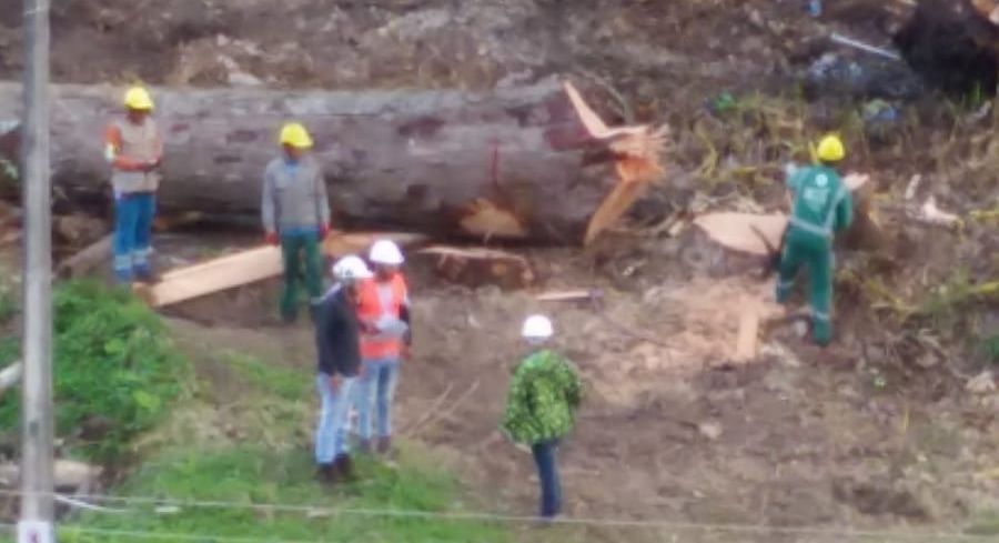 Procuraduría Ambiental realizará hoy mesa de trabajo sobre tala de árboles en el norte de Ibagué