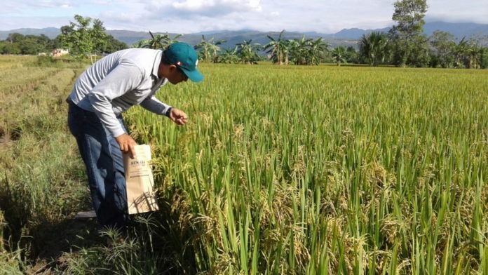 Plan de Ordenamiento de la producción de arroz se presenta mañana en El Espinal