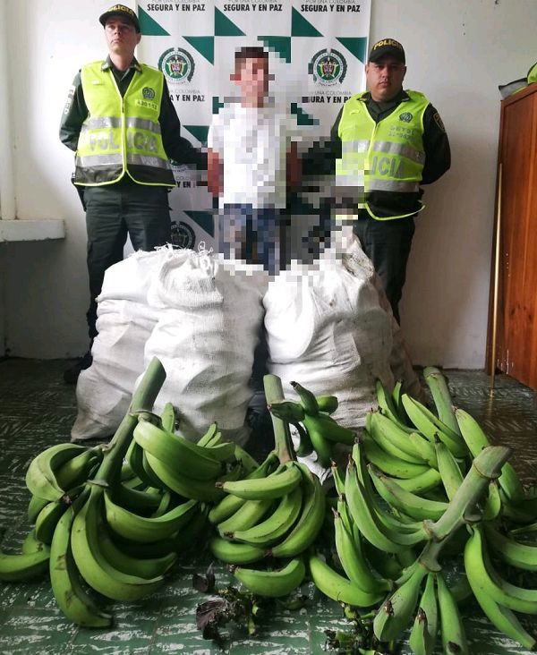 Revuelo en Palocabildo por robo de 4 racimos de plátanos