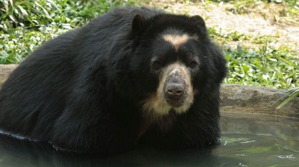 Alianzas para proteger y conservar el oso de anteojos busca Alcaldía de Ibagué