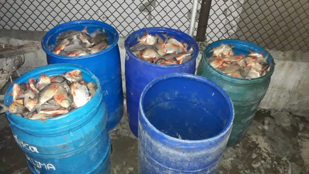 ​Se incautó tonelada y media de Cachama en la plaza de la 21