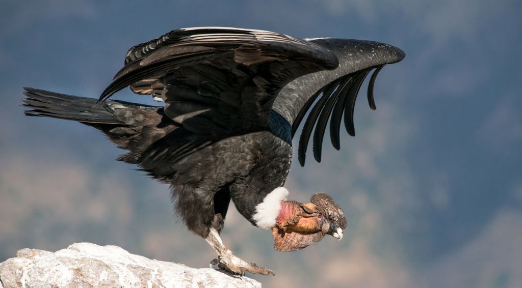 Avistamiento de Cóndor en el Nevado del Ruiz
