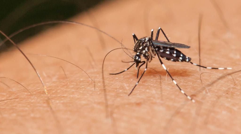 Ibagué reportó 335 posibles casos de dengue