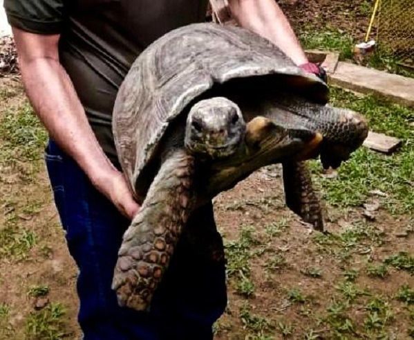 Cortolima reubica tortuga de gran tamaño