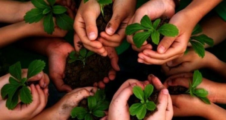 Los beneficios de sembrar un árbol