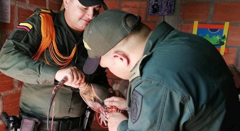 Policía rescató armadillo en Purificación que fue encontrado herido