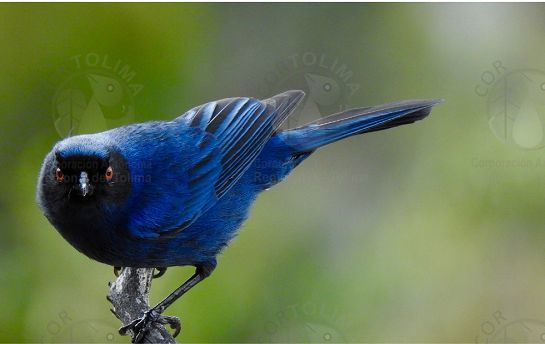 Con 75 rutas de avistamiento de aves. el Tolima inicia el Global Big Day