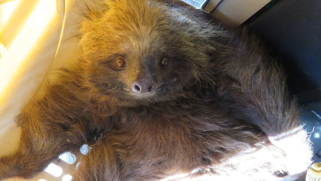 Rescatado Oso Perezoso en el municipio de Cajamarca