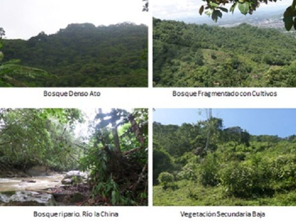 Plan de Manejo Ambiental para los cerros del norte de Ibagué