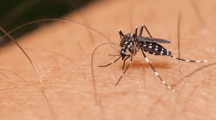 Espinal y Chaparral en alerta por alto número de casos de dengue, Ibagué entre los más bajos