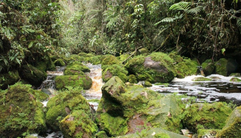 “De forma positiva” avanza propuesta  para declarar al Bosque de Galilea como Área Protegida