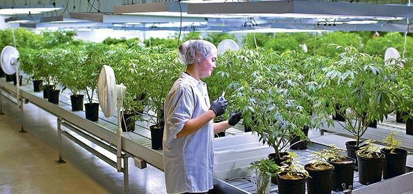 La alcaldía impulsará el cultivo de cannabis para uso medicinal