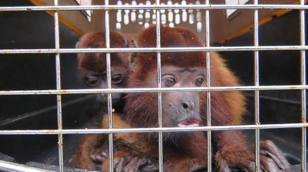Jóvenes compran monos en el mercado negro y los entregan a Cortolima